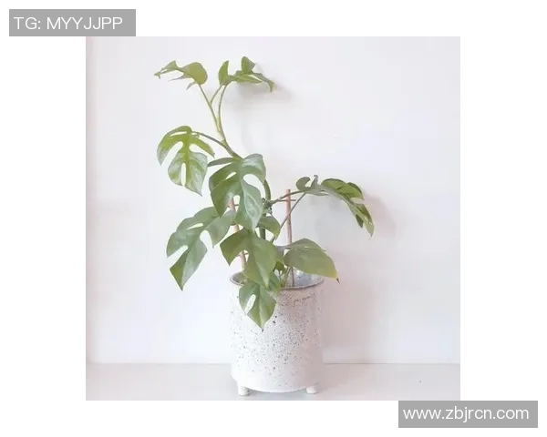 盆栽植物的养护技巧与搭配创意,打造美丽自然的小型绿化空间 盆栽植物的养护技巧与搭配创意,打造美丽自然的小型绿化空间